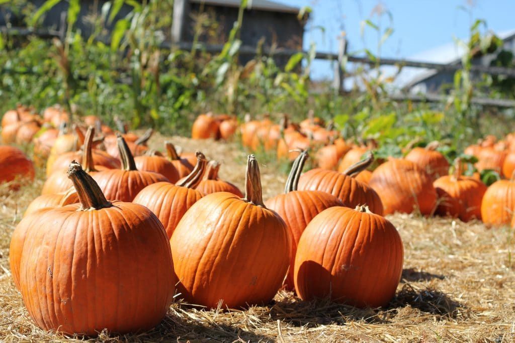 fruits and vegetables in season squash period